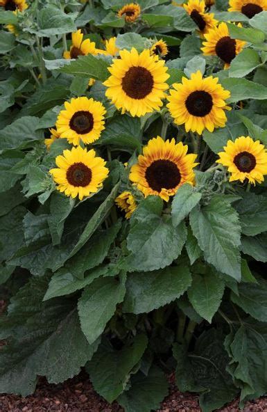 Helianthus Annuus Semi Dwarf Orange Mahogany Bicolour Muller Seeds