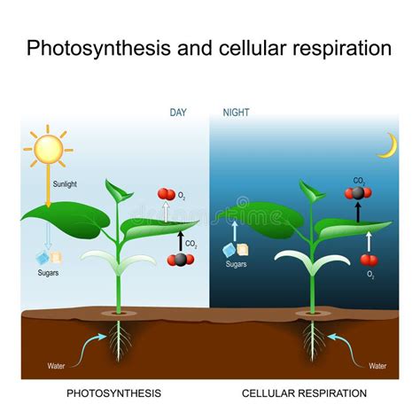 Photosynthesis And Respiration In Plants Diagram