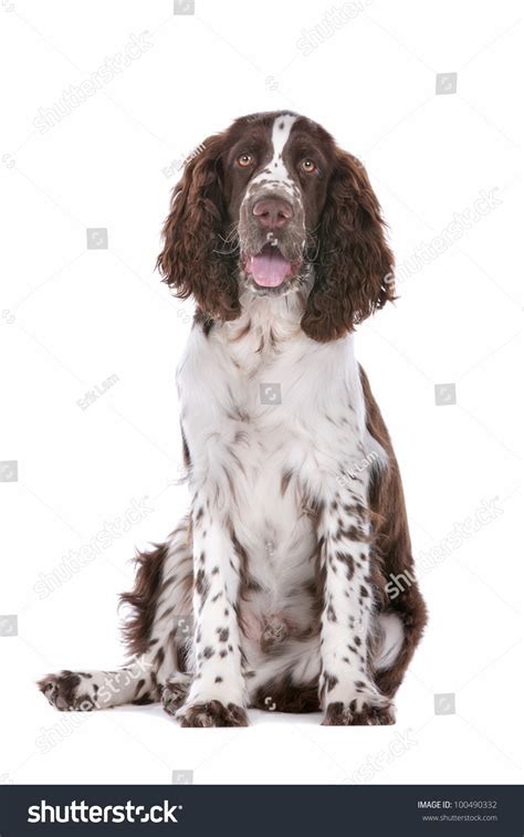 1,482 Springer Spaniel Retrieving Images, Stock Photos & Vectors ...