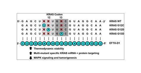 Silencing Of Oncogenic Kras By Mutant Selective Small Interfering Rna