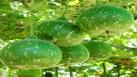 Gourd Is A Good Food For Many Diseases Bottle Gourd Benefits ಹಲವು ರೋಗಗಳ ಸಮಸ್ಯಗೆ ಸೋರೆಕಾಯಿ ಉತ್ತಮ