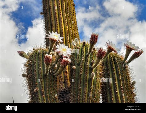 Blossoming Argentine Giant Cactus Echinopsis Candicans Cuesta De Miranda La Rioja North