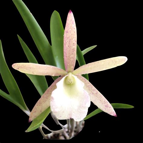 Brassavola Nodosa 4n X Cattleya Summer Spots La Foresta Orchids