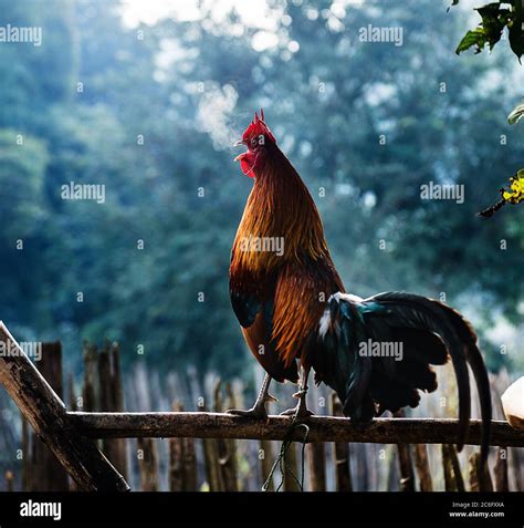 Rooster Crowing Morning High Resolution Stock Photography And Images