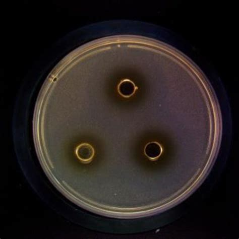 Agar Diffusion Assay Illustrating Inhibition Of Staphylococcus Aureus