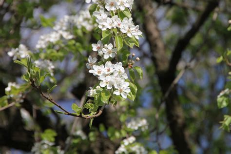 Fotos gratis árbol naturaleza rama Fruta hoja floral ambiente