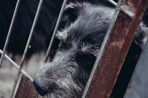 Perrito Triste Del Perro En Refugio Para Animales Foto De Archivo