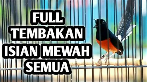 Murai Batu Gacor Full Isian Tembakan Mewah Semua Cililin Kenari Kapas