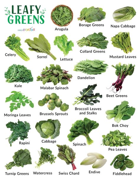 Types Of Leafy Green Vegetables List With Pictures