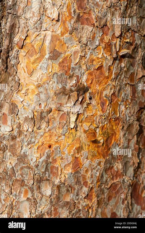 Tree Bark Pieces Hi Res Stock Photography And Images Alamy