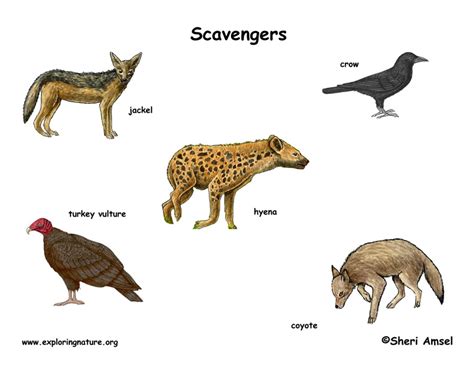 Scavenger Animals