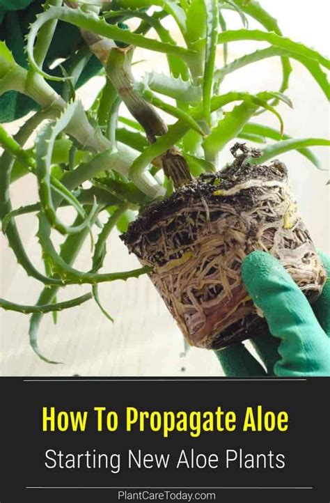 How To Propagate Aloe Plants Easy Techniques For Succulent Lovers