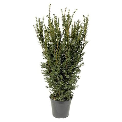 Piardino Heimische Eibe Taxus baccata Aktuelle Wuchshöhe 60 cm 80