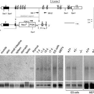 Disruption Of The Mpif Locus In Es Cells And Mice A Left Schematic