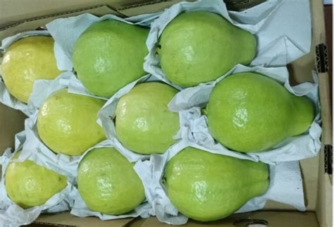 Goiaba De Polo De Fruticultura Em Linhares No Mercado In Natura Polpa