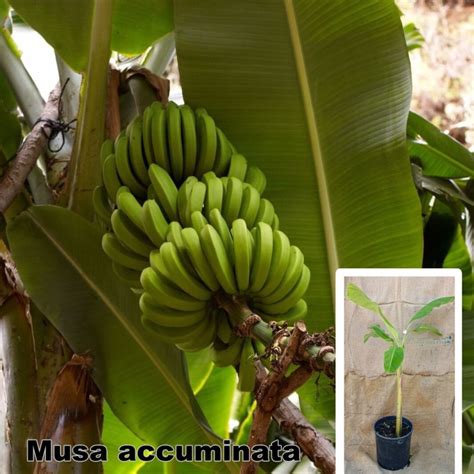 Musa accuminata