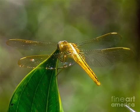 Golden Dragonfly Photograph By Stephen Whalen Fine Art America