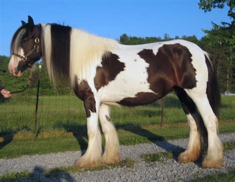 Gypsy Vanner Horse: Breed Profile, History, & Care | Horse Care Advisor