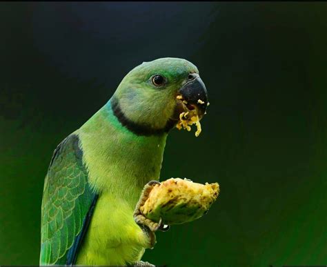 can parrot not eating without vet 6