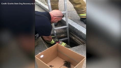 Firefighters Rescue Ducklings From Storm Drain In New Hampshire