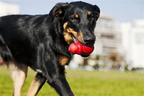 Pet owners debate which treats work best in a dog kong 13
