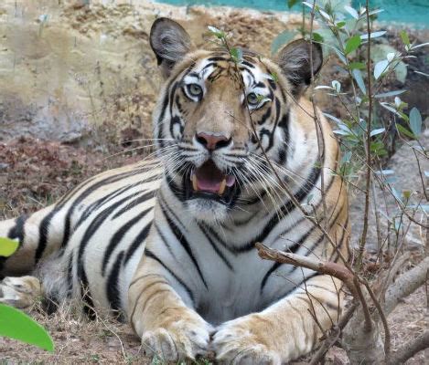 simlipal national park odishatourisms