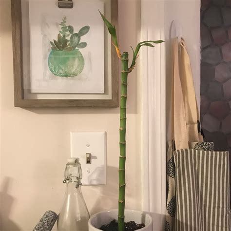 How Do I Cure Common Bamboo Root Rot