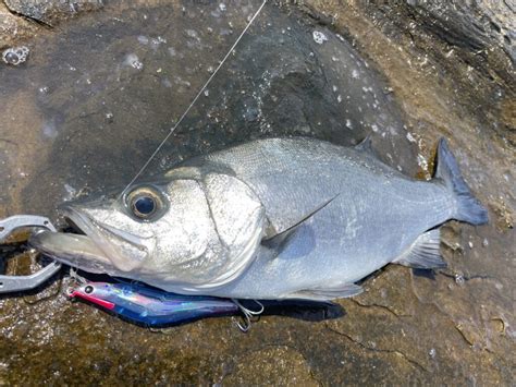 ヒラスズキ釣りの時期・シーズンと水温の基礎基本 まるなか大衆鮮魚