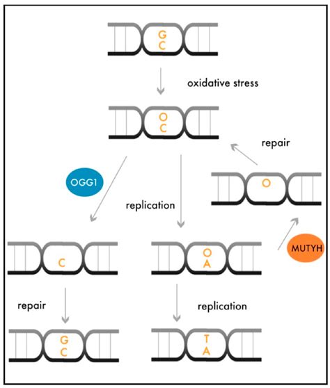 Scheme Of The Repair Of Damaged Dna Strain By The Excision Of The Dna