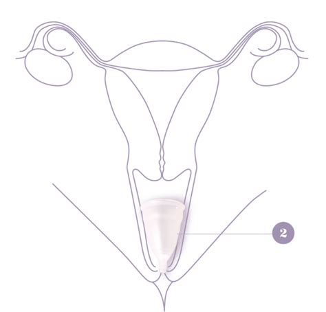 Insertion How It Works How To Insert The Divacup Menstrual Cup