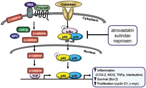 The β Cateninwnt And Nf κb Pathways And Their Downstream Targets In