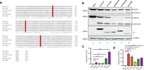 Enterovirus D C Protease Antagonizes Type I Interferon Signaling By