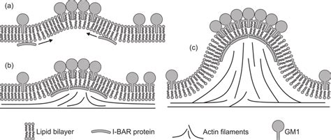 Schematic Diagram Of The Possible Mechanism Of The Membrane Protrusion