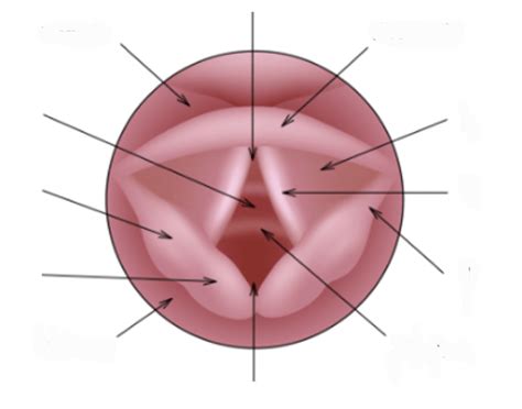 Glottis Anatomy Quiz