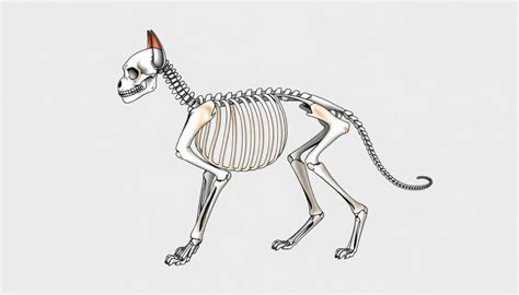 Cat Skeleton Understanding Feline Bone Structure