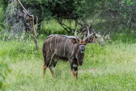 Bush Buck In The Savanna Of Moremi Game Reserve In Botswana In The