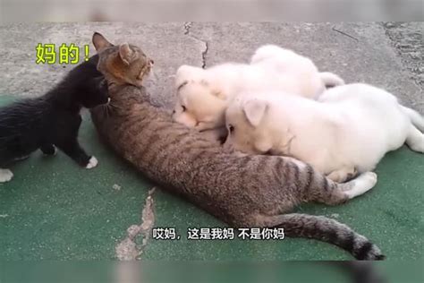 小狗把猫妈妈霸占了，小猫饿了只能眼巴巴看着，委屈极了小猫小狗妈妈