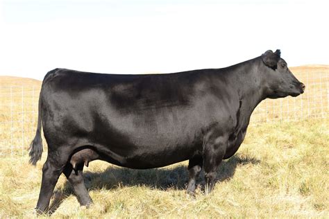 Angus Embryos For Sale Sb10 2059 Sire Buyer