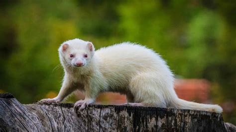 Creative Ferret Names: Choose the Right One for Your Pet