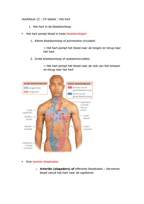 Hoofdstuk Het Hart Samenvatting Anatomie Fysiologie Hoofdstuk