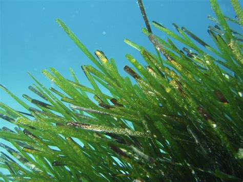 Posidonia Oceanica La Pianta Marina Che Crea Gli Habitat Del Mediterraneo