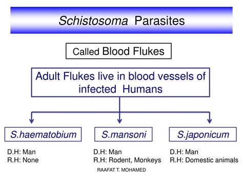 Ppt Schistosoma Parasites Powerpoint Presentation Free Download Id