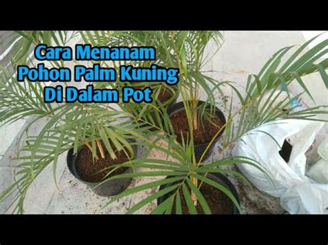 Cara Mananam Pohon Palem Kuning How To Plant Yellow Palm Trees YouTube