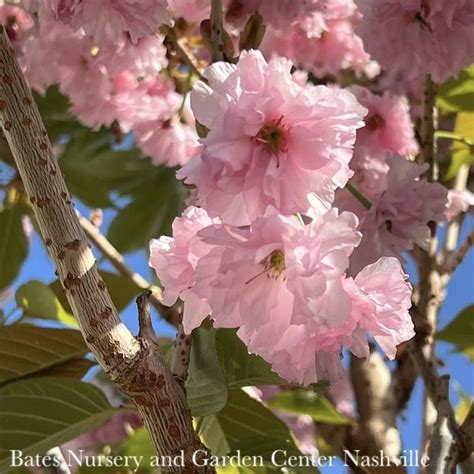 T Prunus Flowering Cherry Prunus Ser Kwanzan Double Pink