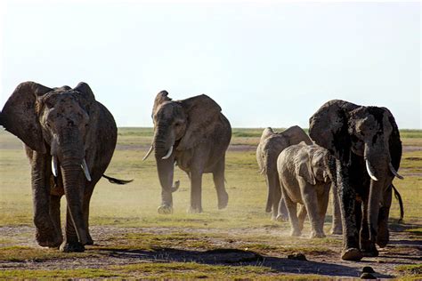 The Elephants of Amboseli