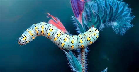 Caterpillar Insect Facts Az Animals