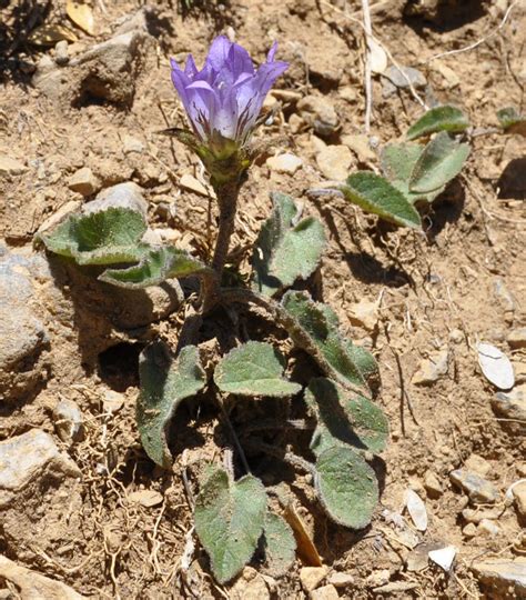 Campanula Glomerata