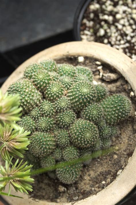 Cómo propagar un cactus 4 sencillos pasos Cuidar Plantas