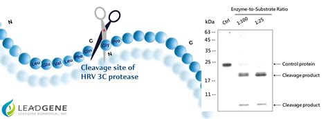 Quantitatively Detect Residual HRV 3C Protease In Your Samples