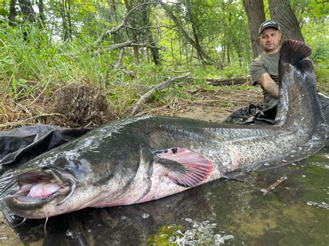 Gigantyczny sum wyłowiony z Odry Ma najprawdopodobniej ponad 30 lat i